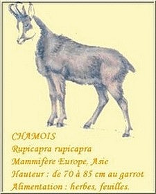 chamois