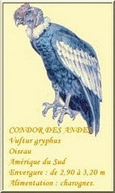 condor des Andes