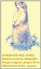 marmotte des Alpes